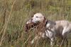Advanced Pheasant Hunt 8