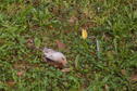 Hunting #18