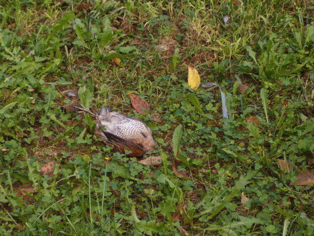 Hunting #18