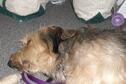 Dogs 2