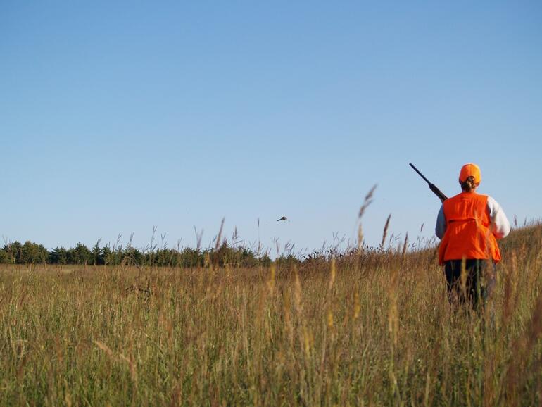 Pheasant Hunt 11