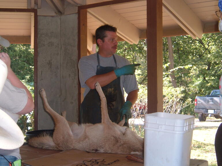 Skinning and Tanning 4