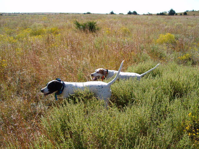 Intro to Upland Bird Hunting Photo 10