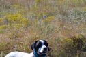 Intro to Upland Bird Hunting Photo 2