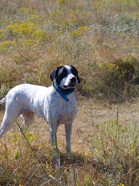 Intro to Upland Bird Hunting Photo 2 Intro to Upland Bird Hunting Photo 2