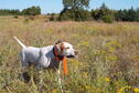 Intro to Upland Bird Hunting Photo 5
