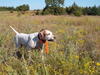 Intro to Upland Bird Hunting Photo 5