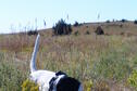 Intro to Upland Bird Hunting Photo 6