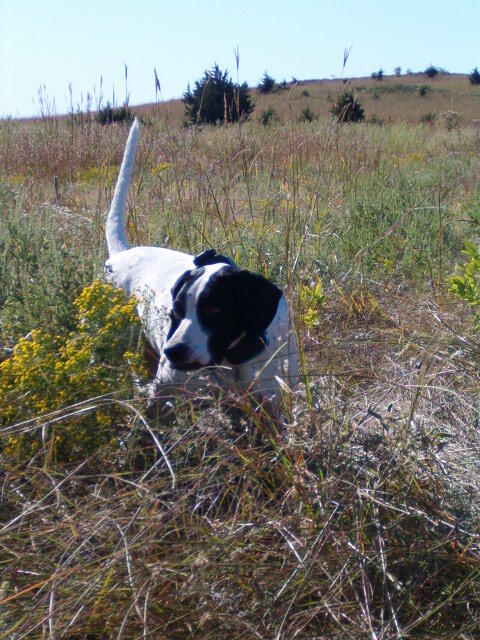 Intro to Upland Bird Hunting Photo 6