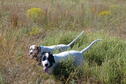 Intro to Upland Bird Hunting Photo 8