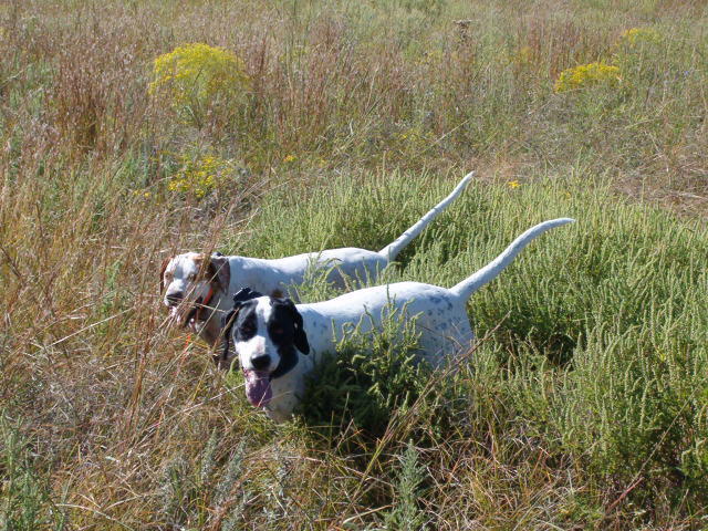 Intro to Upland Bird Hunting Photo 8