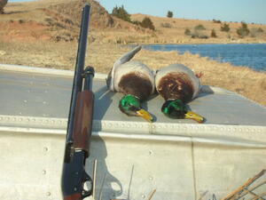 Duck 1 Duck 1
