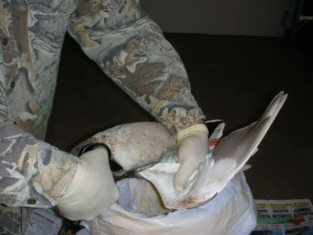 Duck2