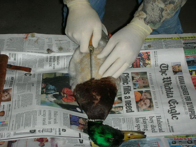 Duck5
