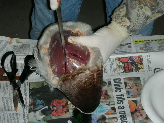 Duck7