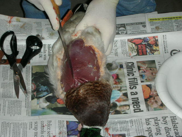 Duck8
