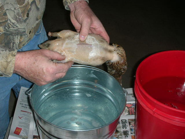 Pluck11