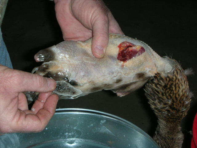 Pluck12