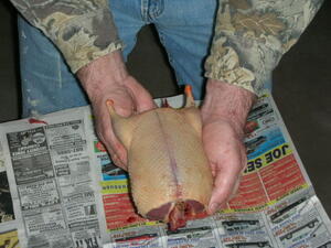 Pluck15 Pluck15