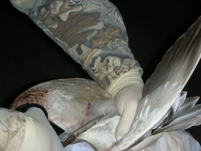 Pluck2