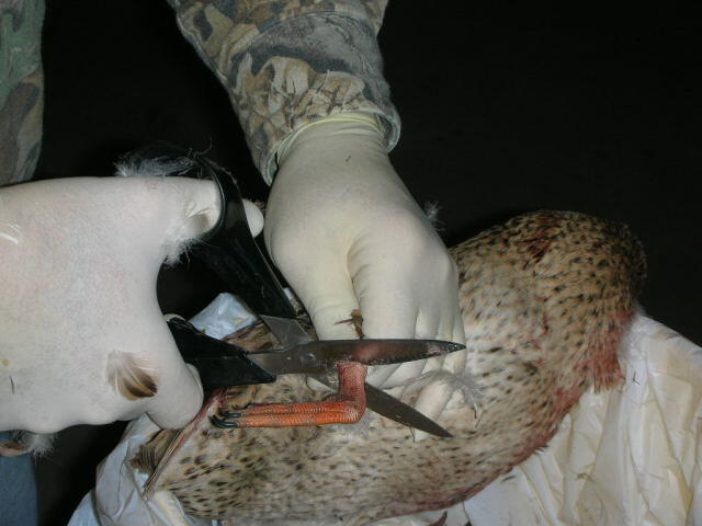 Pluck3