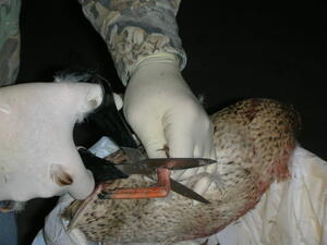 Pluck3 Pluck3