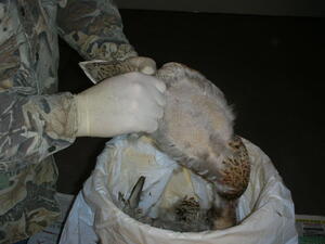 Pluck4 Pluck4