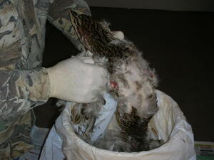 Pluck5 Pluck5