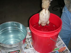 Pluck9 Pluck9
