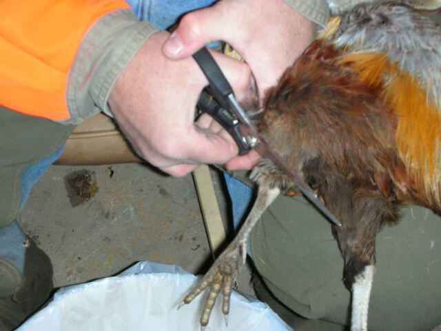 Cutting at the "knee" joint