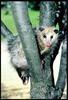 Opossum