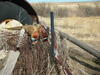 Harvested pheasants