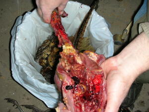 Pulling the backbone