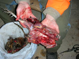 Pheasant ready for packaging