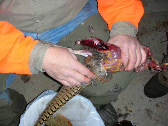 Removing tail