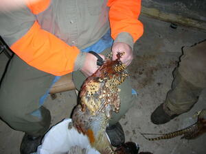 Removing the head