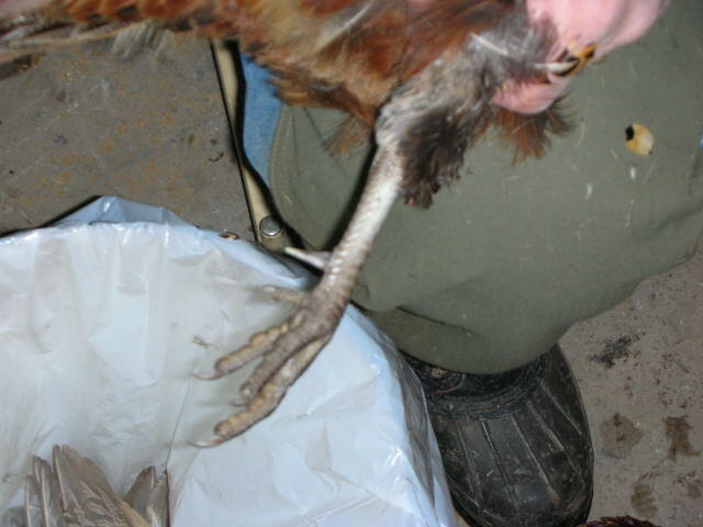 Removing the legs