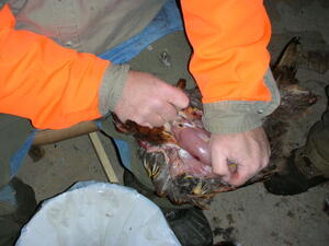 Skinning the pheasant