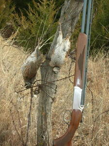 Quail 1