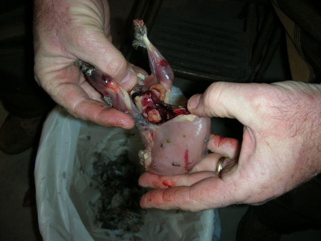 Quail 11 Quail 11