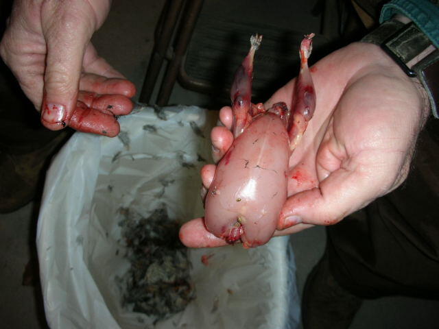 Quail 12