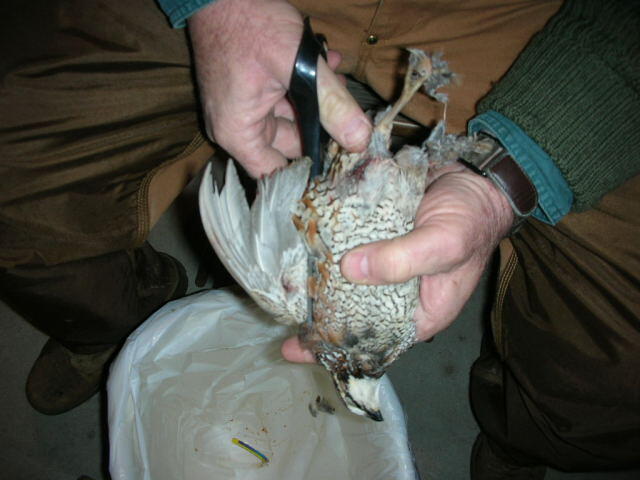 Quail 2