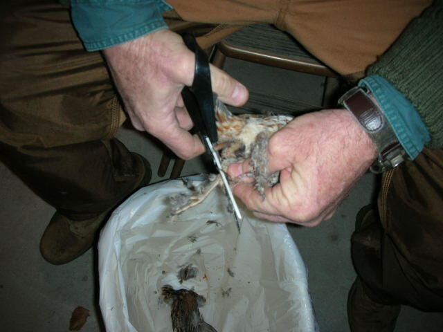 Quail 3 Quail 3