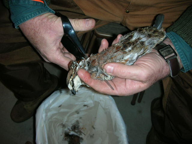 Quail 4