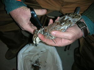 Quail 4