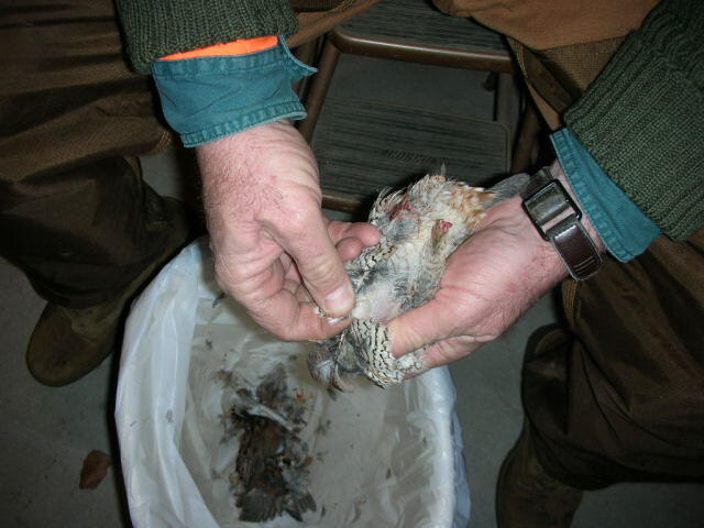Quail 5