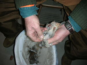 Quail 5
