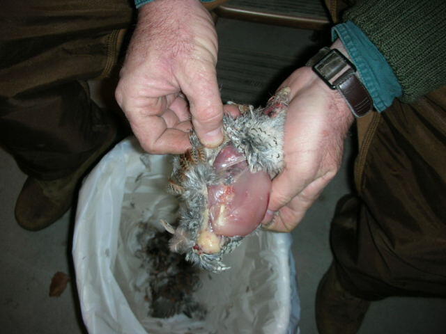 Quail 6