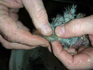 Quail 7