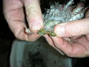 Quail 8